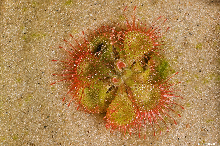 drosera villosa