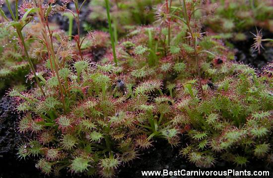 drosera graniticola
