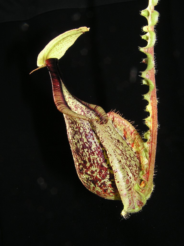 Nepenthes x 'Mizuho'