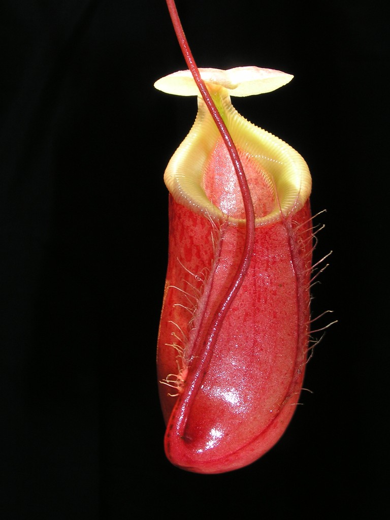 Nepenthes x 'Medusa'