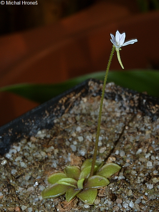 Pinguicula emarginata