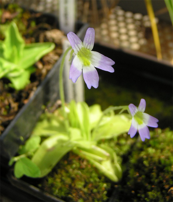 Pinguicula hirtiflora