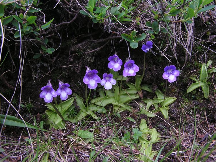 Pinguicula leptoceras