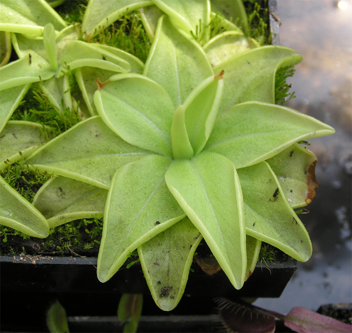 Pinguicula lutea