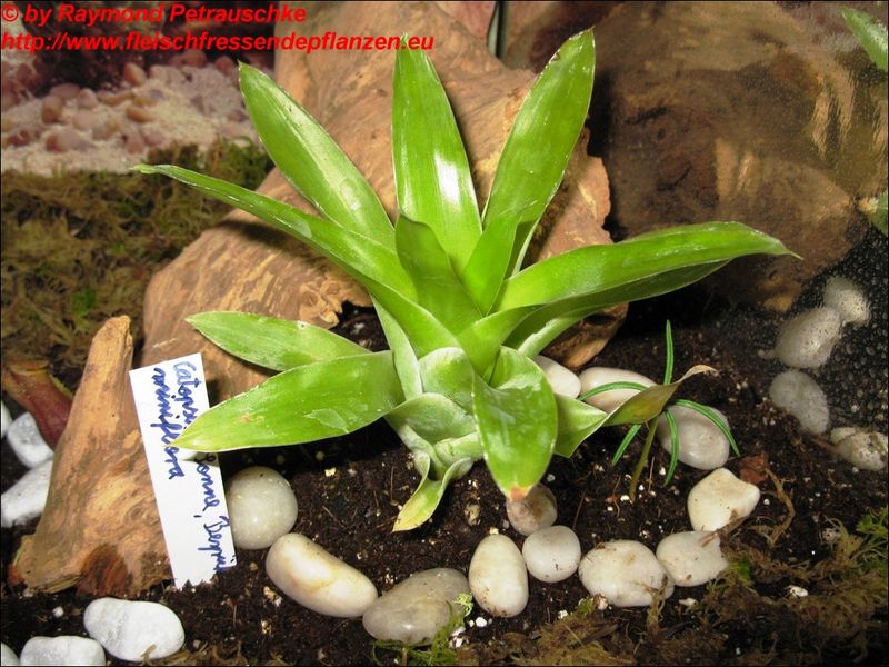 catopsis minimiflora4