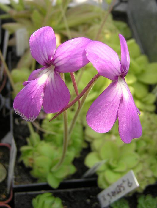 Pinguicula moranensis