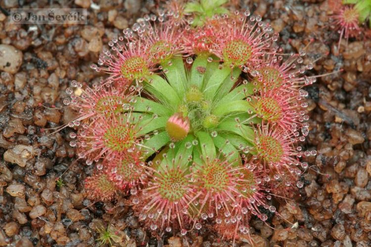 Drosera mannii