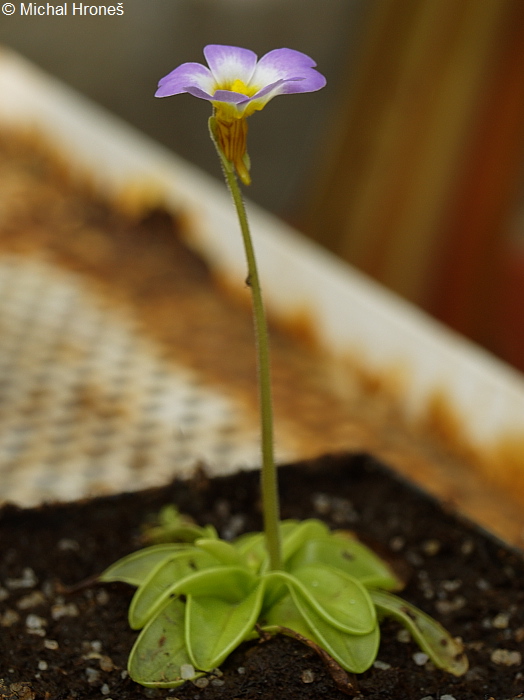 Pinguicula primuliflora