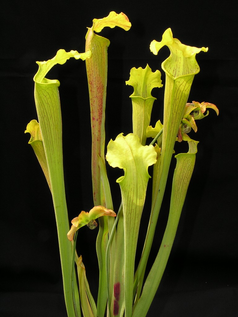 Sarracenia alabamensis