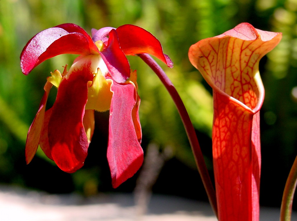 Sarracenia rubra3
