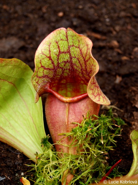 Sarracenia rosea
