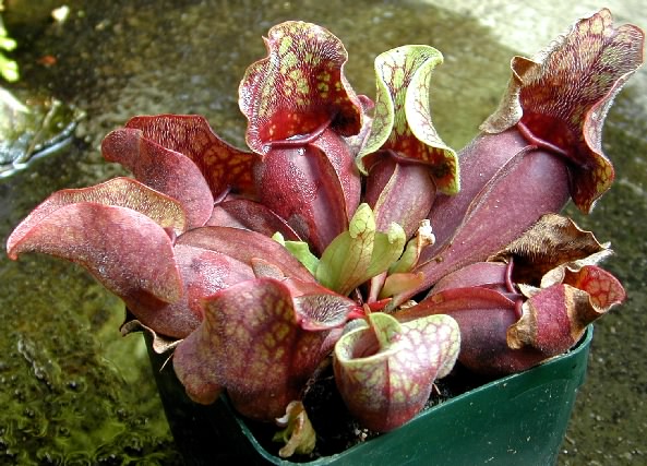 Sarracenia rosea2