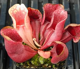 Sarracenia rosea3