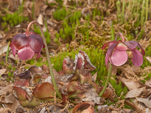 Sarracenia rosea4