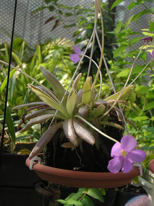 Pinguicula agnata × moctezumae