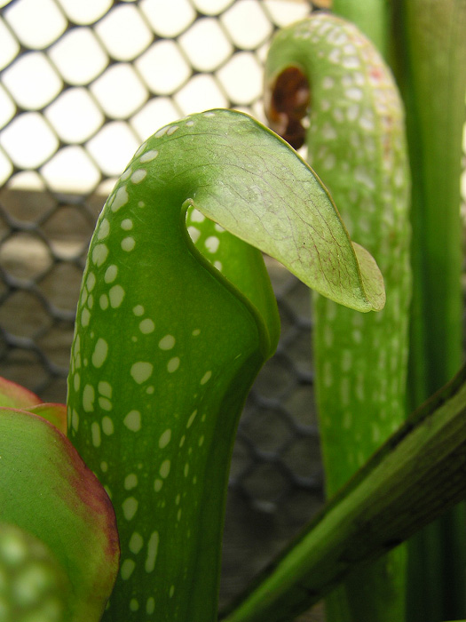 Sarracenia minor