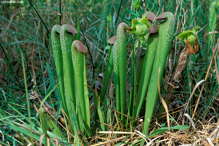 sarracenia minor2