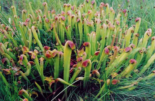 sarracenia minor3