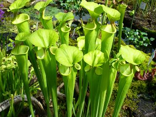 sarracenia flava2