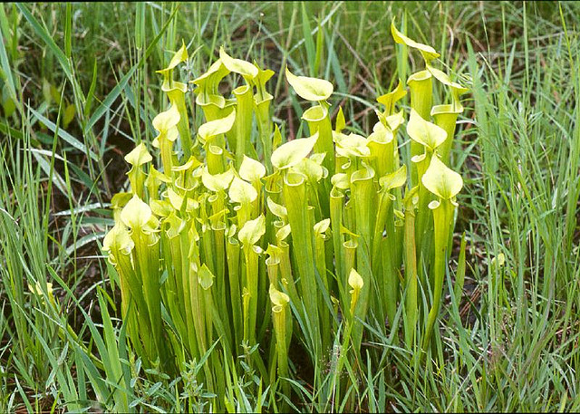 sarracenia flava3