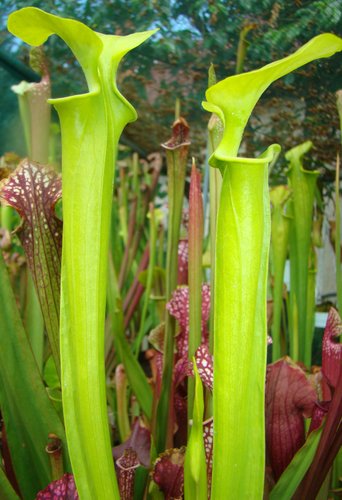 sarracenia flava4