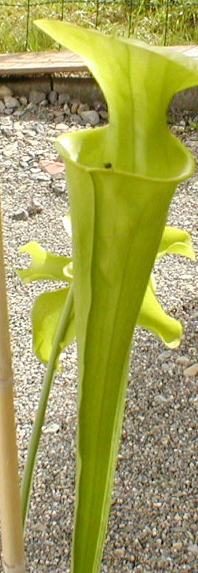sarracenia flava5