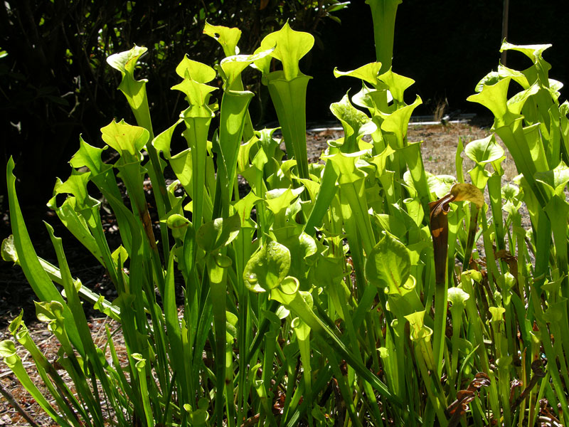 sarracenia flava6