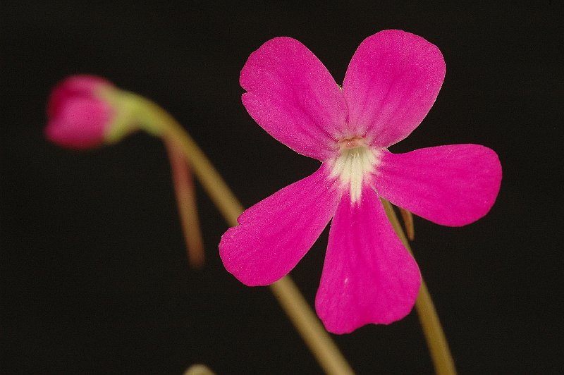 Pinguicula 'Sethos'