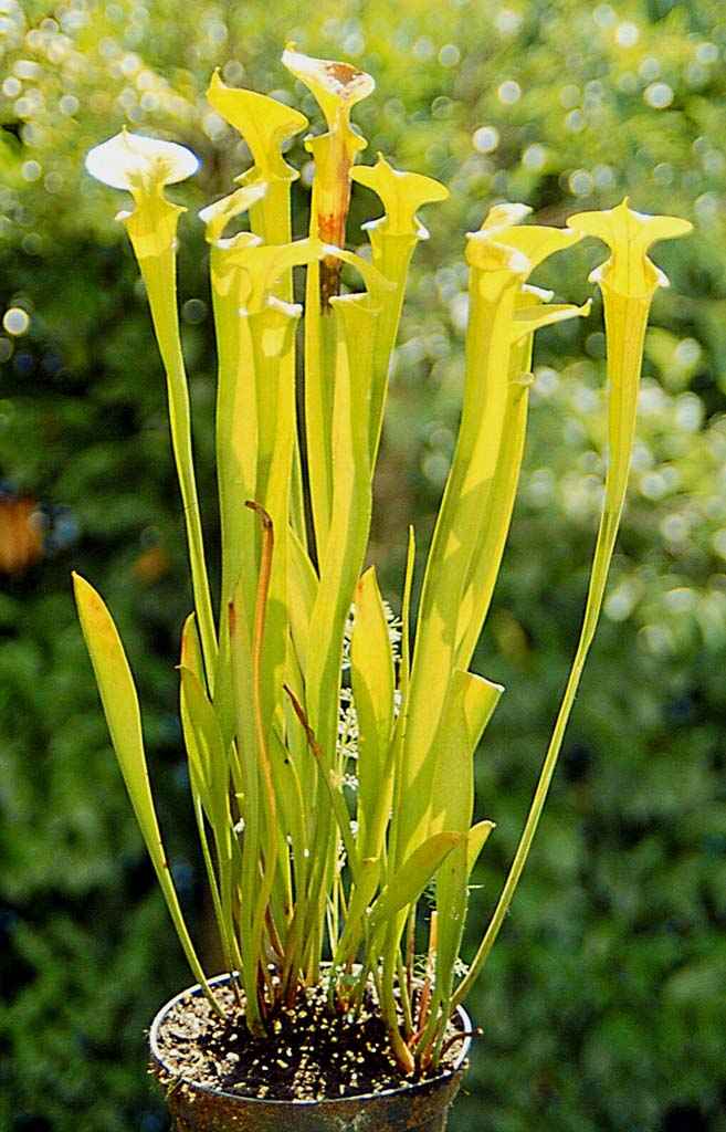 sarracenia flava7