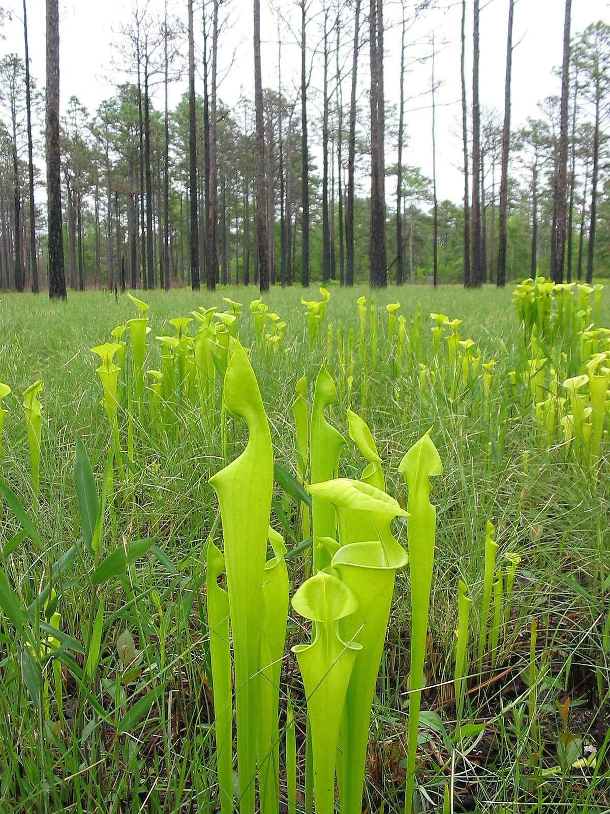 sarracenia flava8
