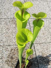 sarracenia flava10