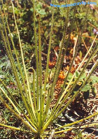 Drosophyllum lusitanicum 'Portugal'