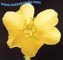Drosophyllum lusitanicum2