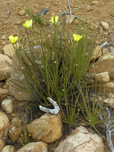 Drosophyllum lusitanicum_JF