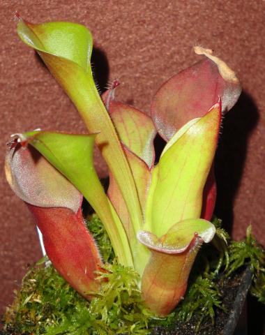 heliamphora ciliata