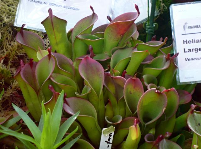 heliamphora huberi