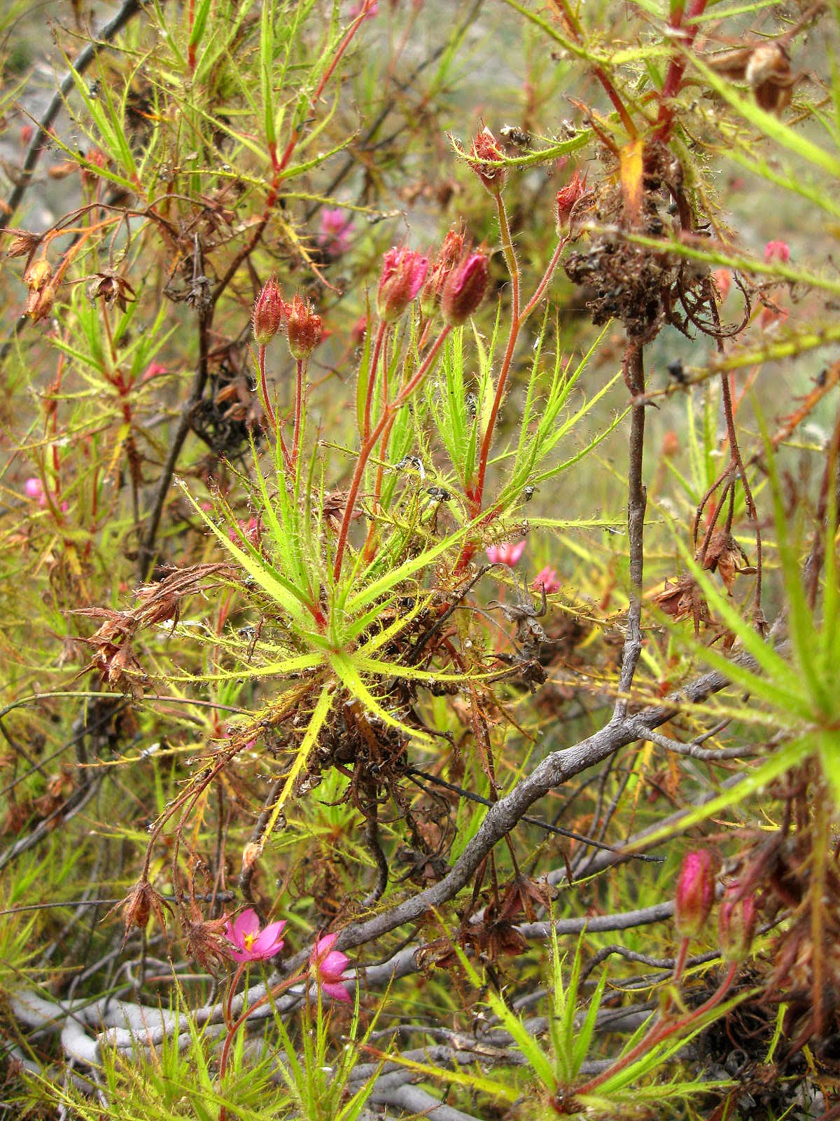 roridula verticillata