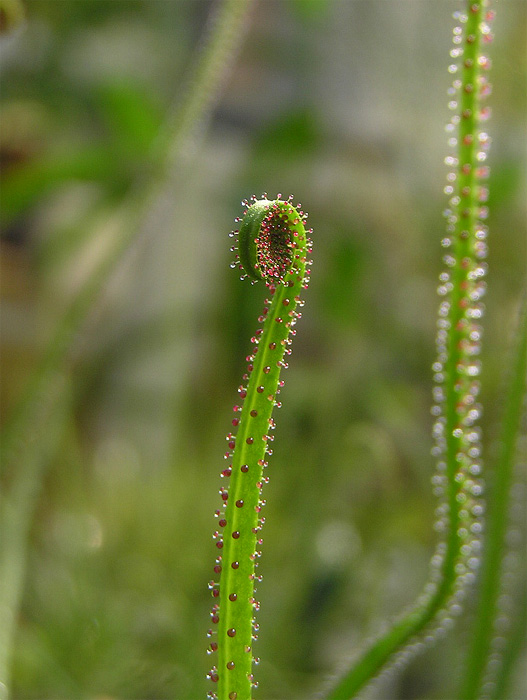 Drosophyllum lusitanicum