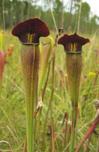 Sarracenia alata var. rubrioperculata