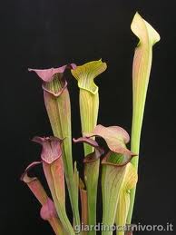 Sarracenia alata var. nigropurpurea