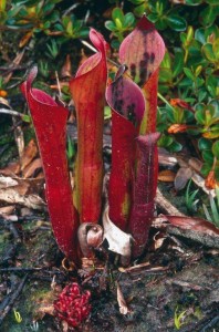 Heliamphora ceracea