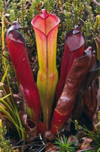 Heliamphora purpurascens