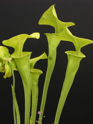 Sarracenia flava f. viridescens