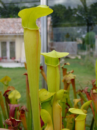 sarracenia alata f. viridescens