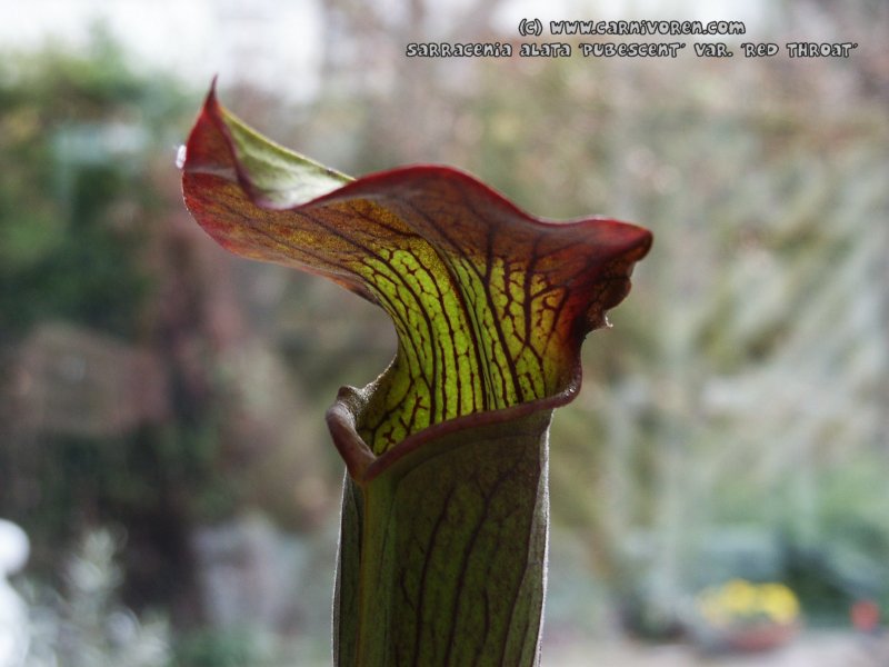 sarracenia alata f. pubescens