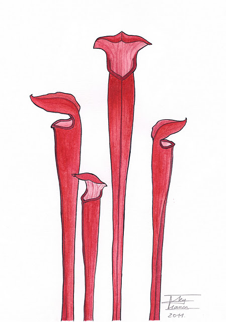 sarracenia alata var. atrorubra