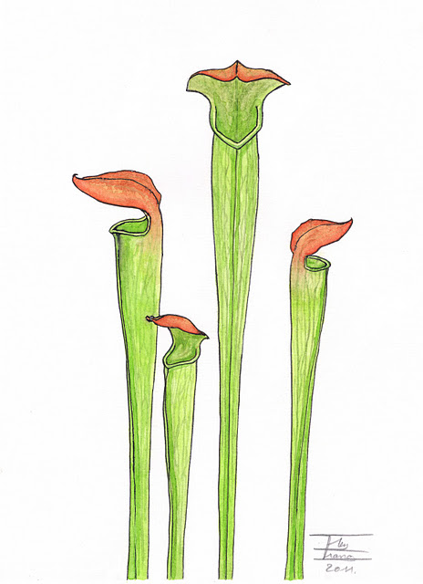 sarracenia alata var. cuprea