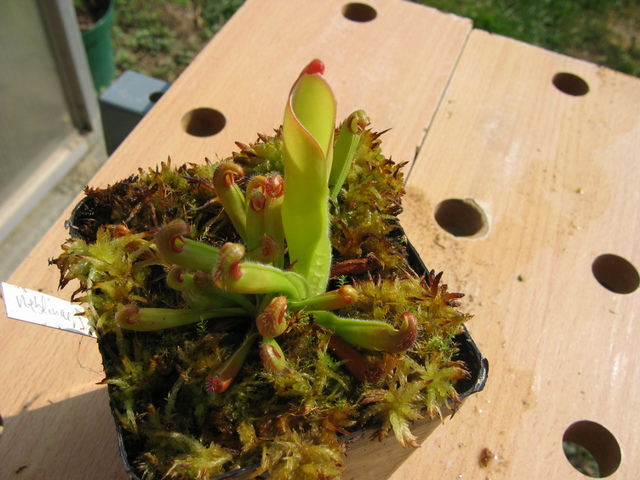 Heliamphora neblinae f. virdis