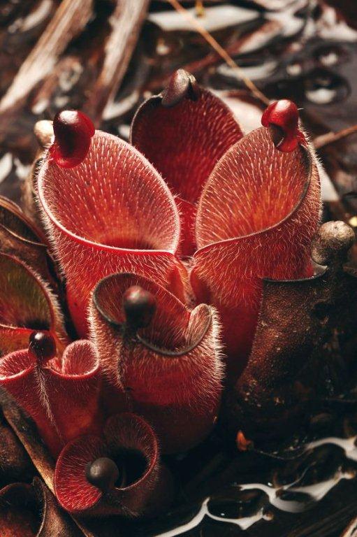 Heliamphora minor var. pilosa