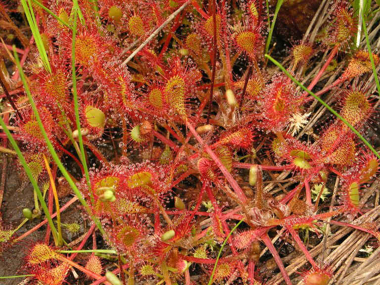 drosera x obovata